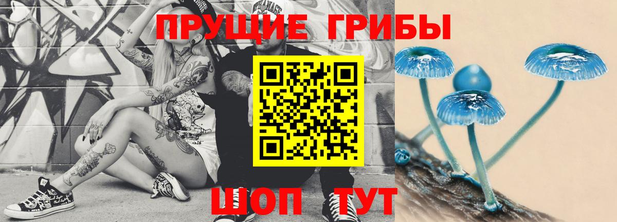 где купить наркоту  Псилоцибиновые грибы ЛСД  Вход с VPN  Новозыбков 